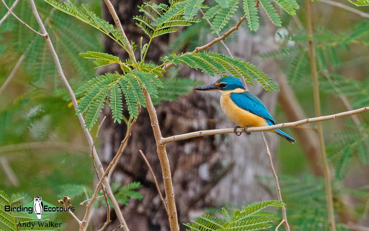 Sacred Kingfisher (Australasian) - ML265860961