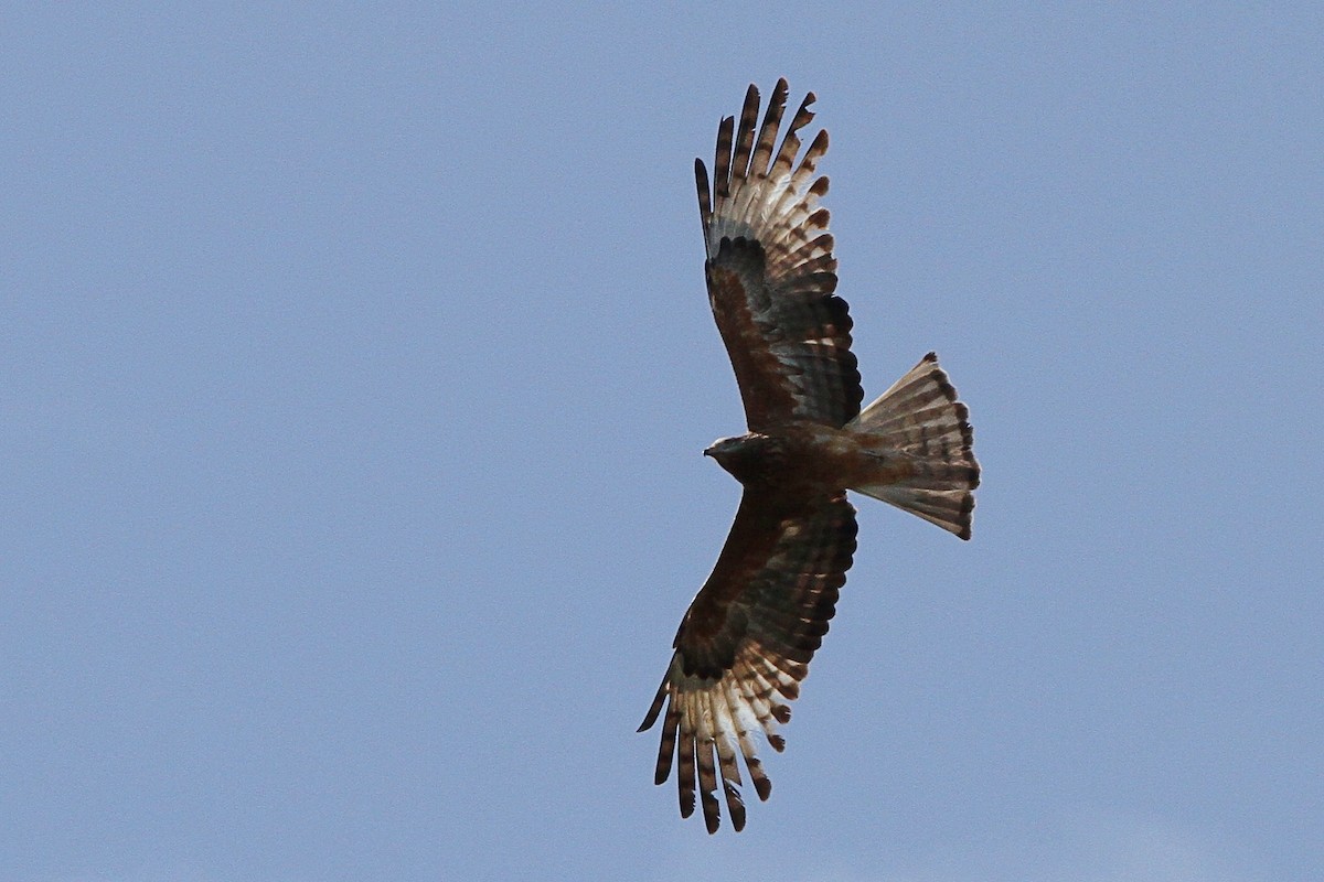 Square-tailed Kite - ML265861341