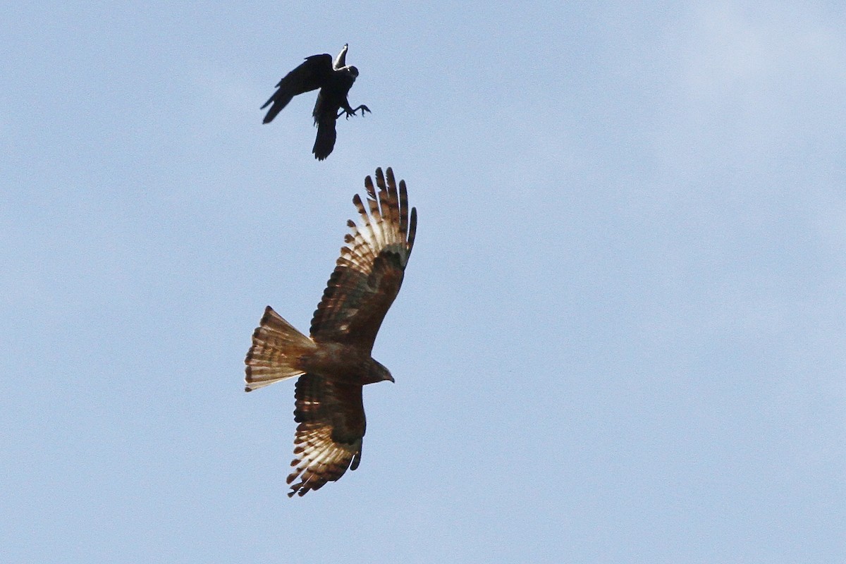 Square-tailed Kite - ML265861351