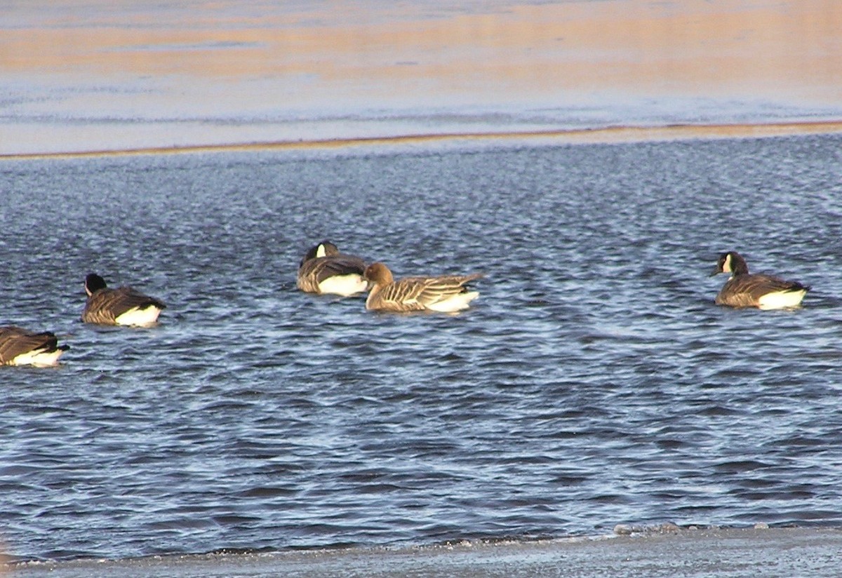 Pink-footed Goose - ML265861631