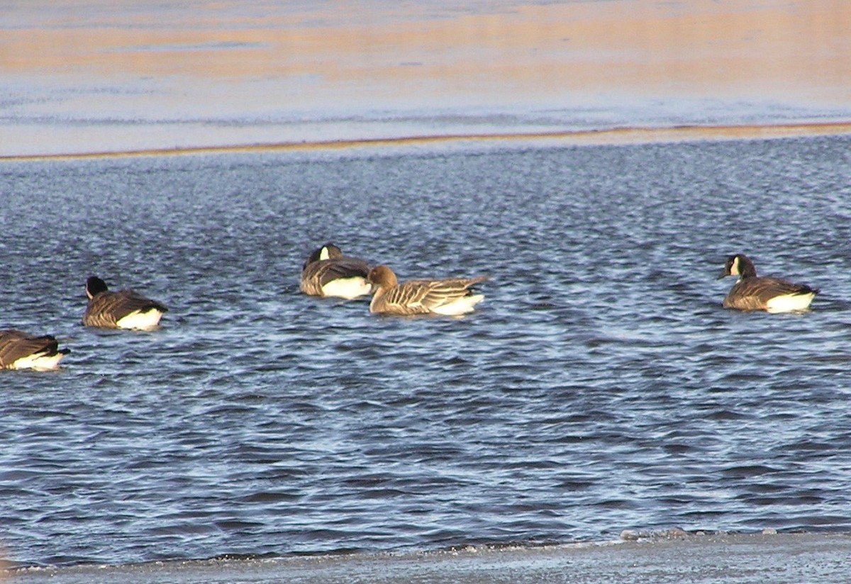 Pink-footed Goose - ML265861631