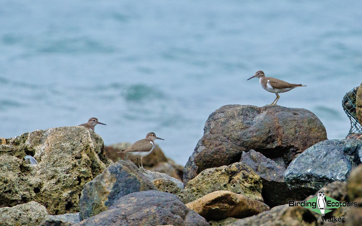 Common Sandpiper - ML265861731