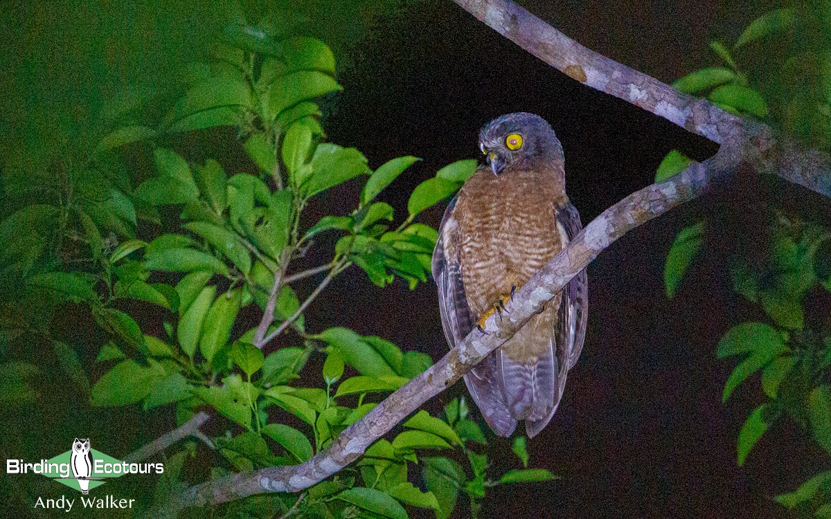 Halmahera Boobook - Andy Walker - Birding Ecotours