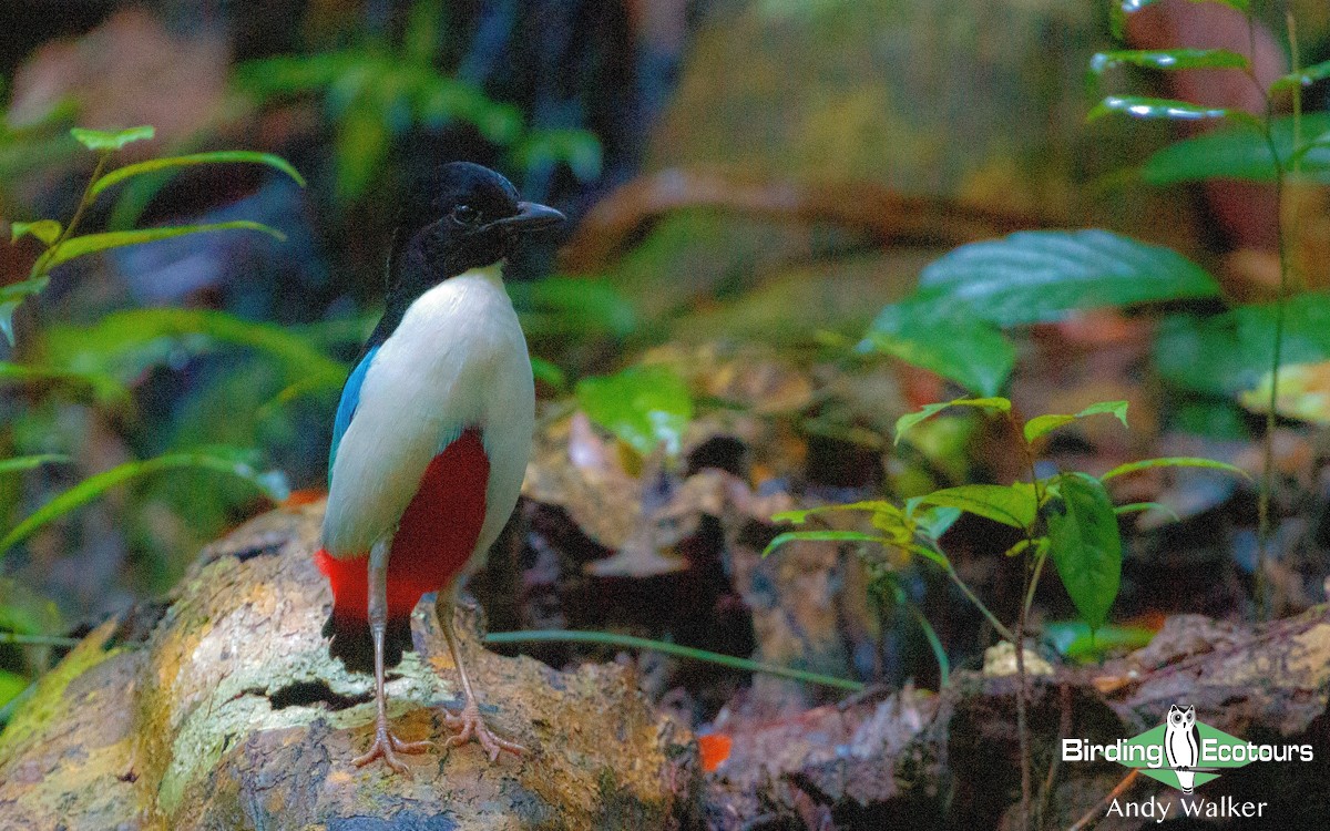 Ivory-breasted Pitta - ML265862381