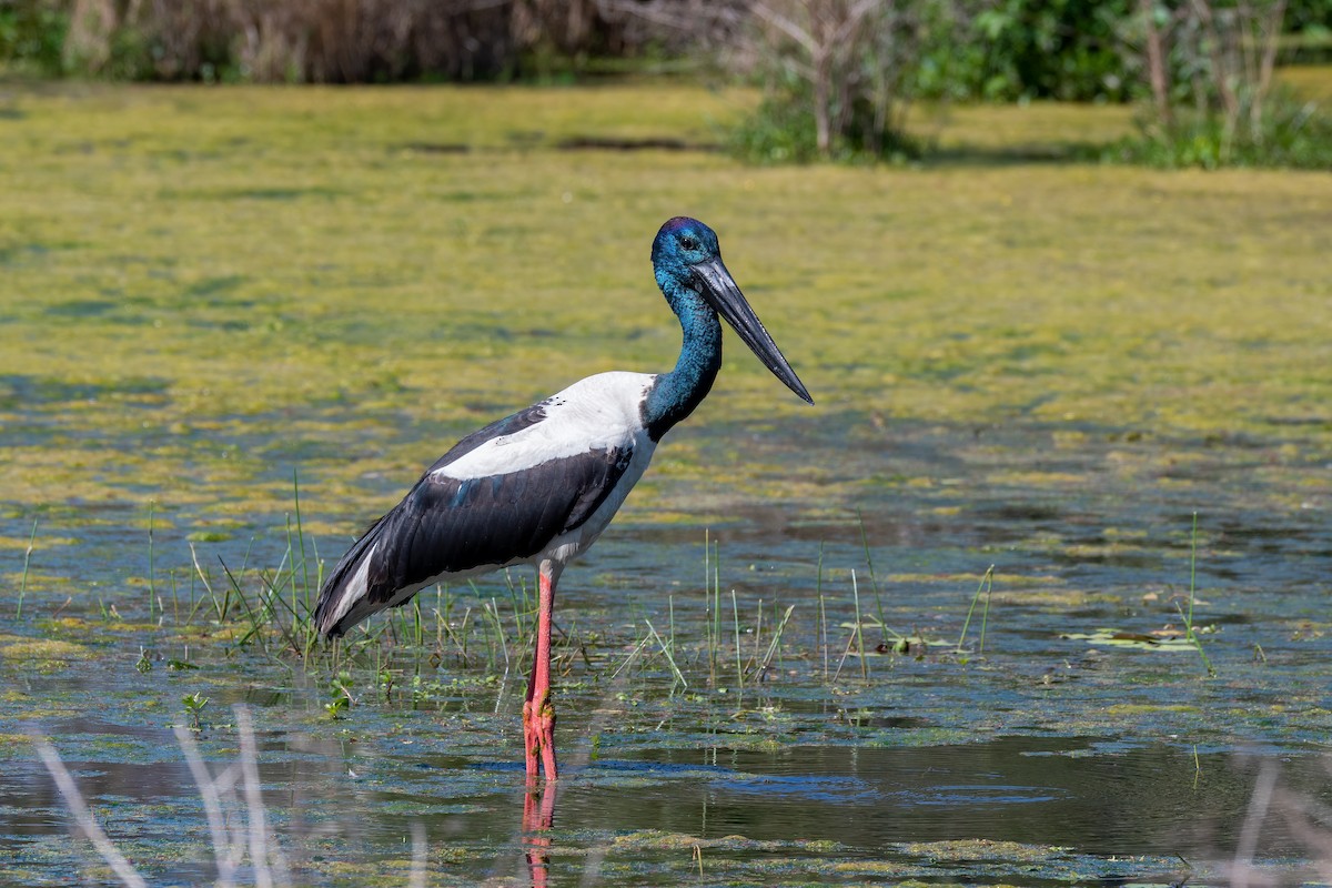 Black-necked Stork - Cary Lewis