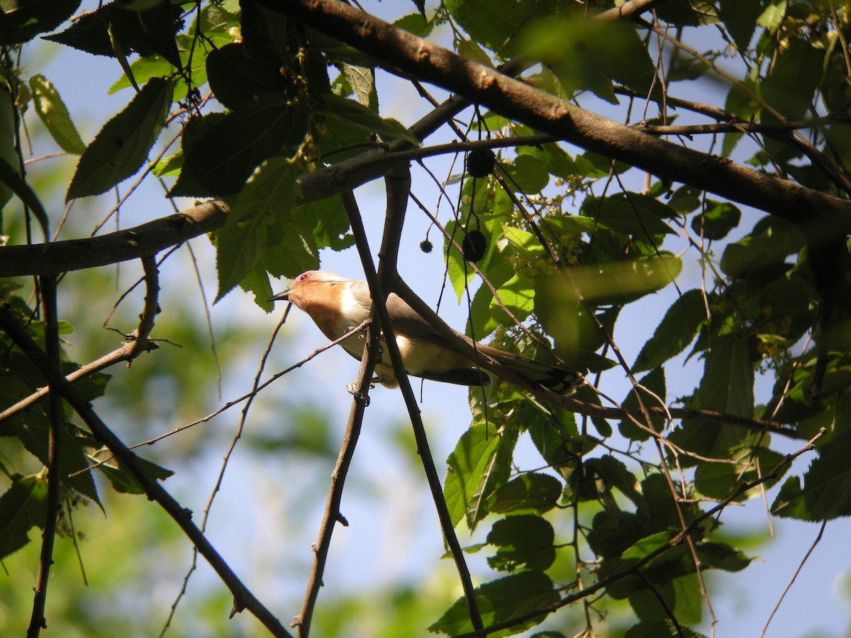 Dwarf Cuckoo - ML265864261