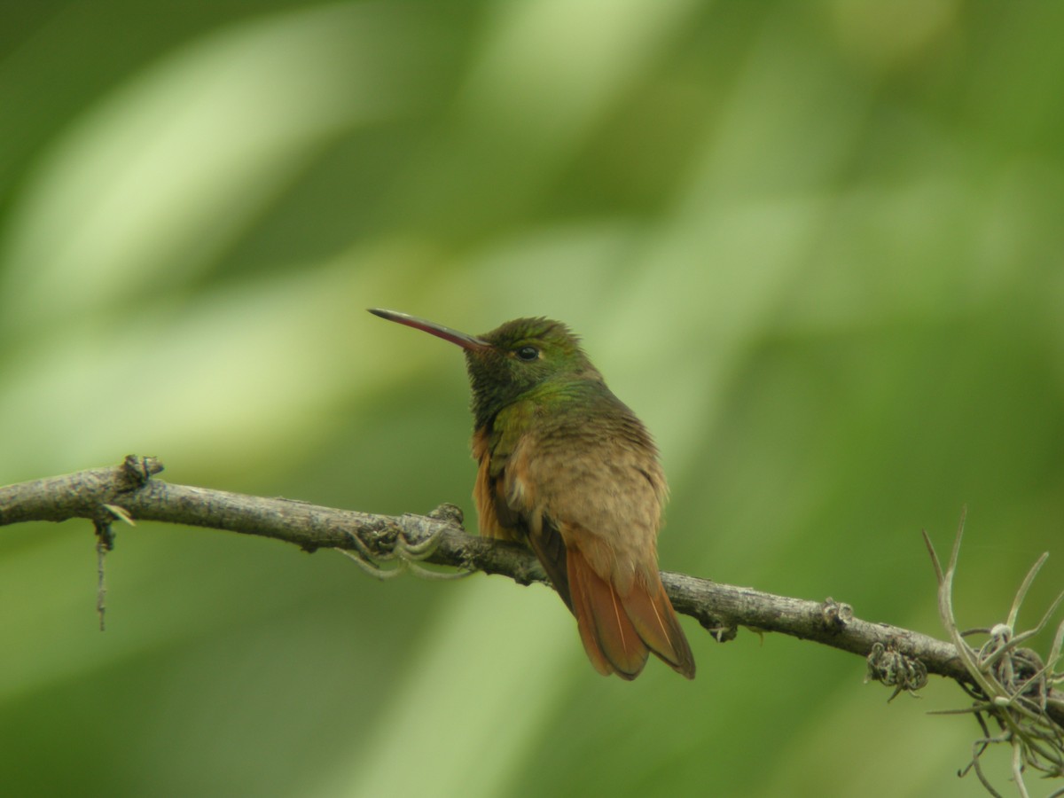 Chestnut-bellied Hummingbird - Jurgen Beckers