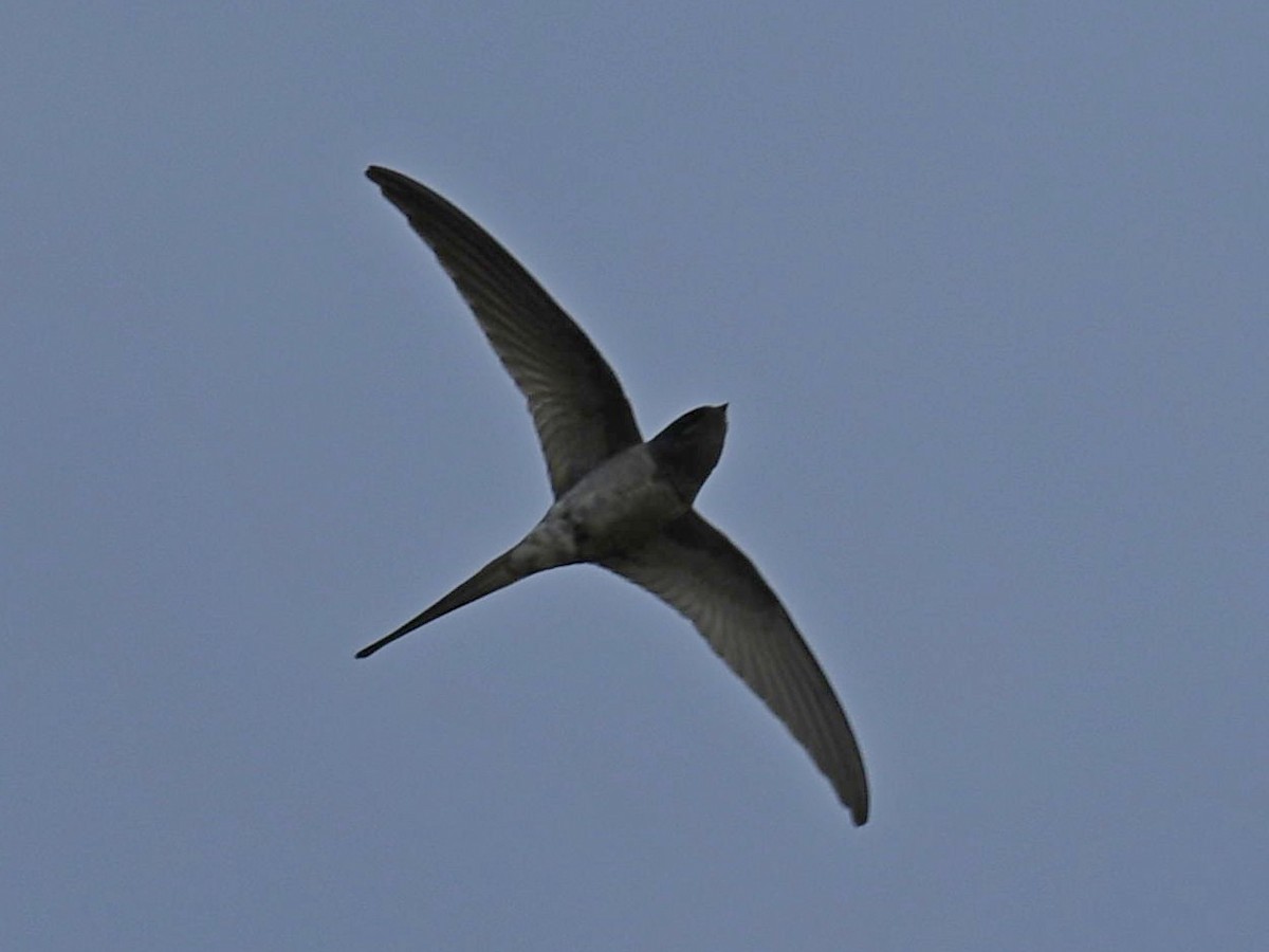 Crested Treeswift - ML265866711