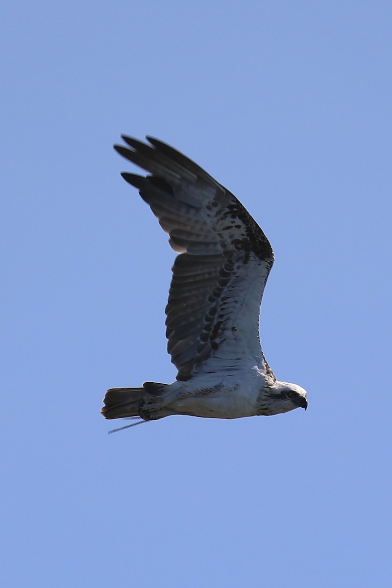 Águila Pescadora - ML265868851