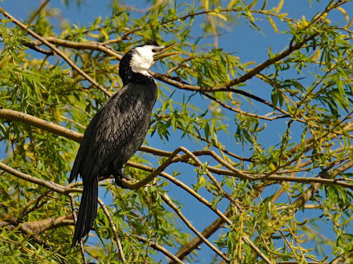 Little Pied Cormorant - ML265871061