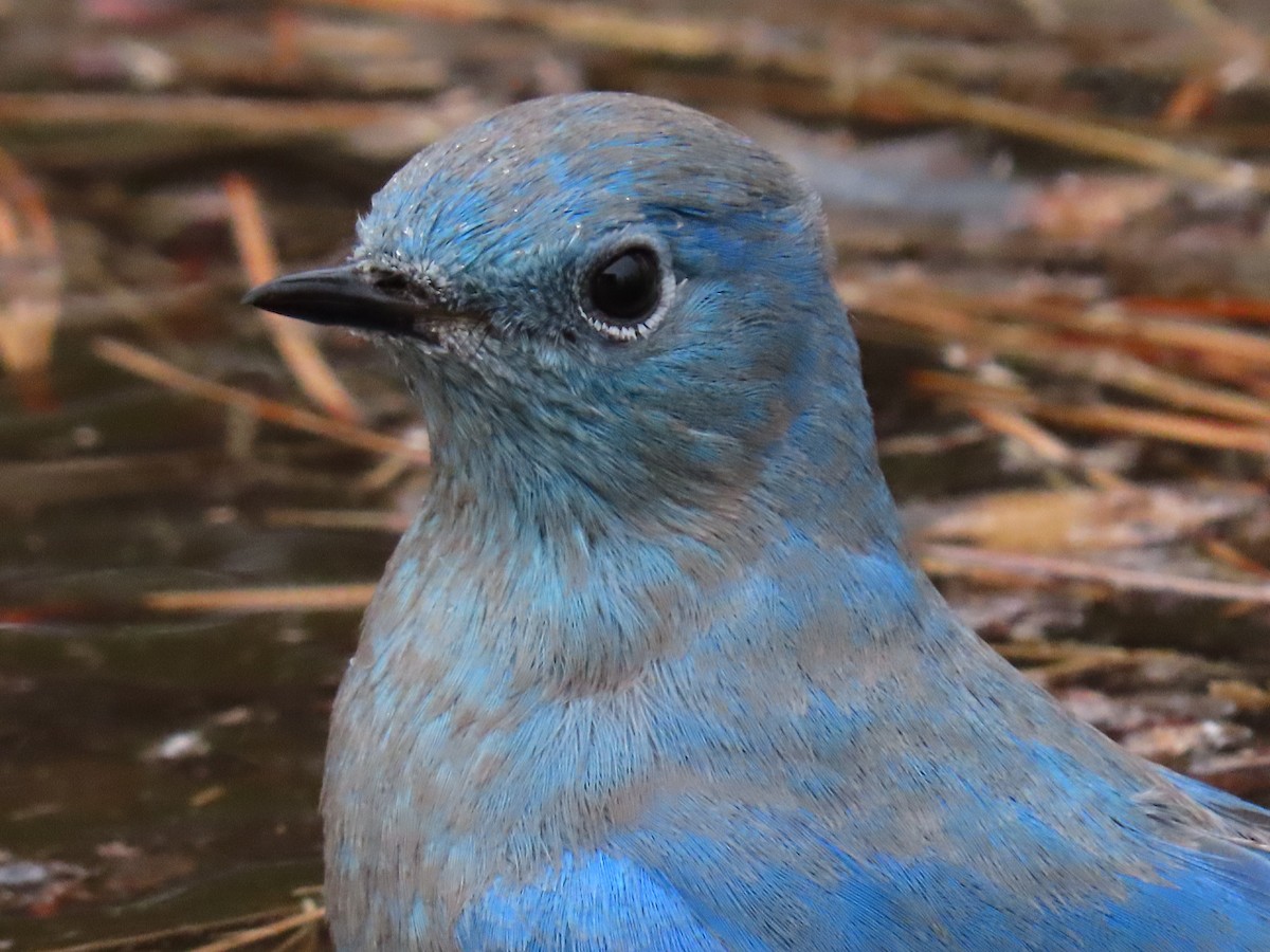 Mountain Bluebird - Andrew Rivinus