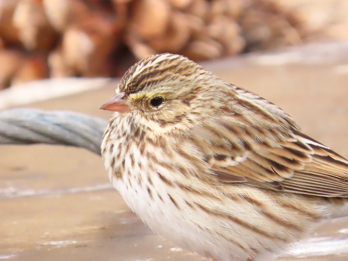 Savannah Sparrow - ML265871531