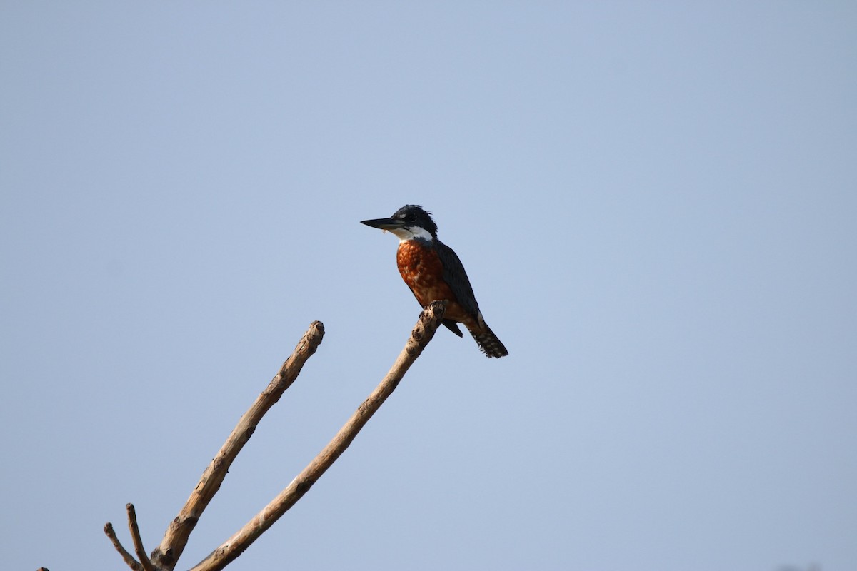 Ringed Kingfisher - ML265873611