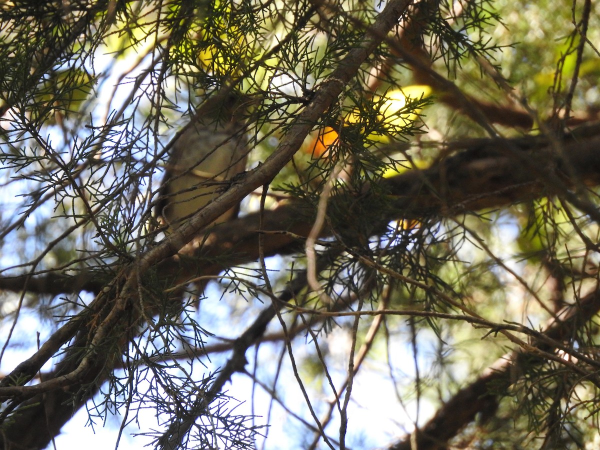 Catharus sp. - ML265874751
