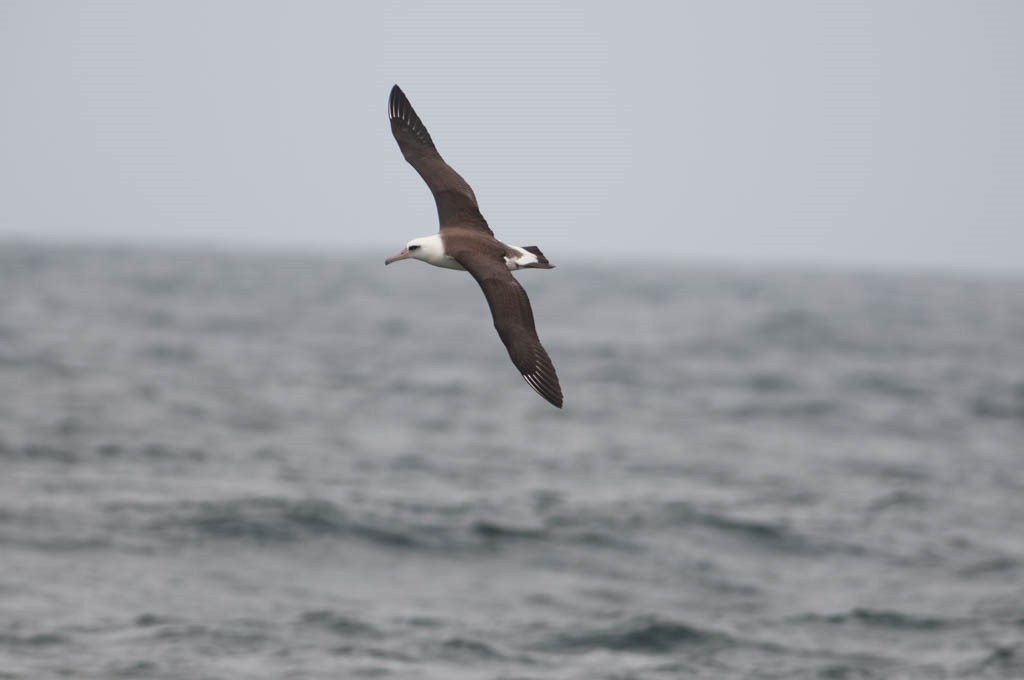 Laysan Albatross - ML265878501