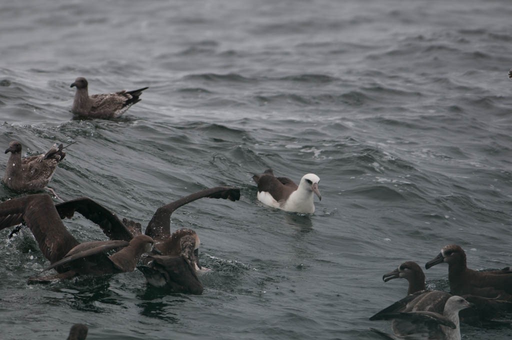 Albatros de Laysan - ML265878511