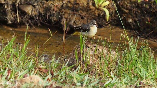 Gray Wagtail - ML265880281