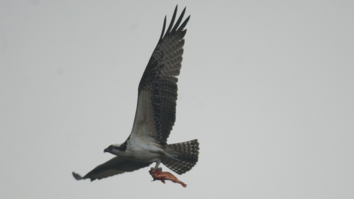 Águila Pescadora - ML265880921