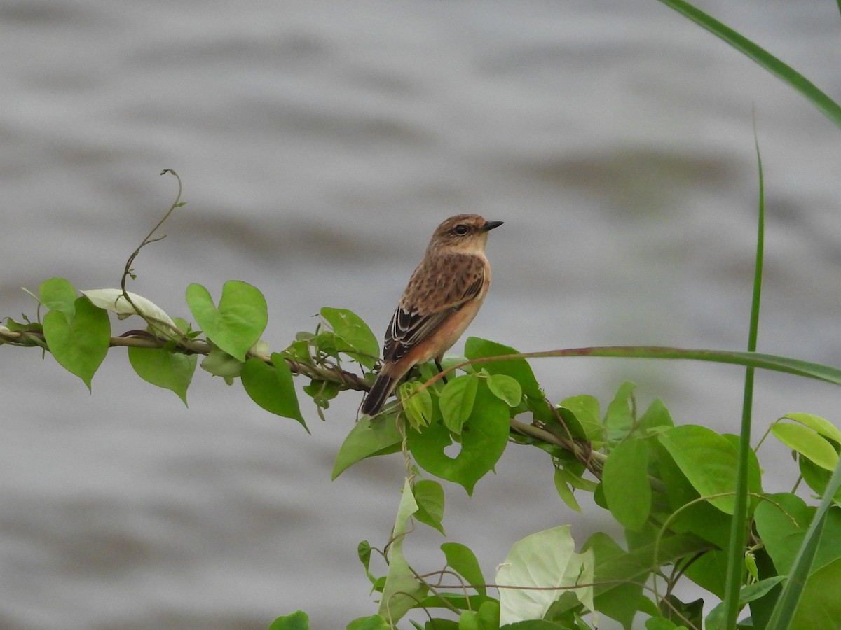 Amur Stonechat - ML265882191