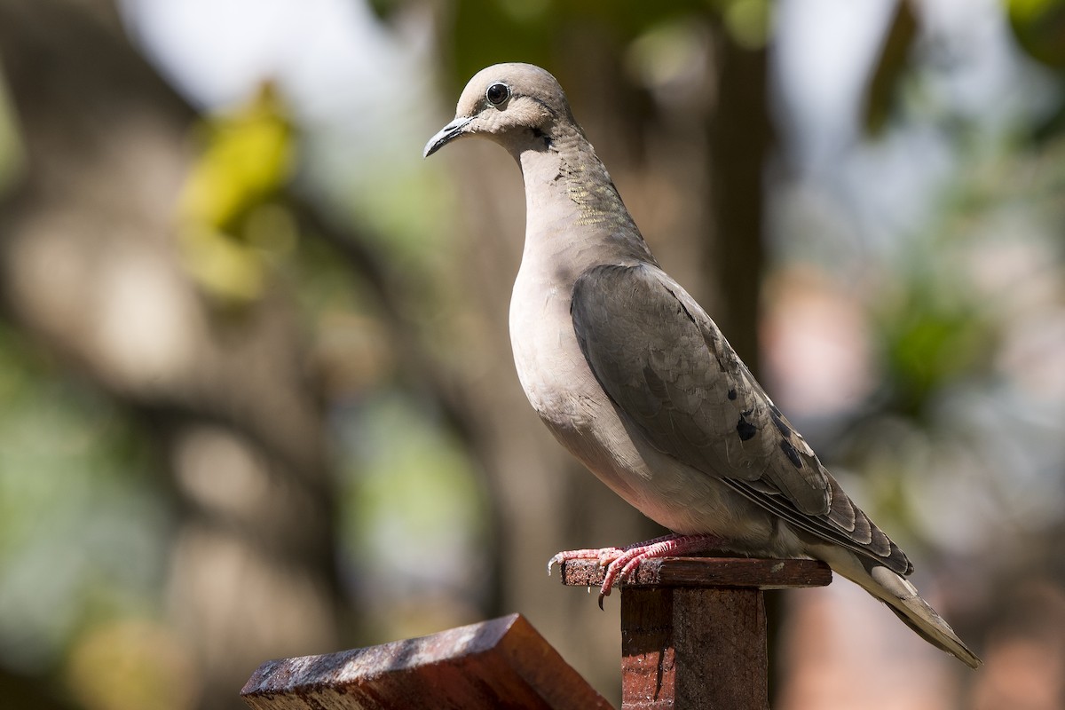 Eared Dove - Luiz Carlos Ramassotti
