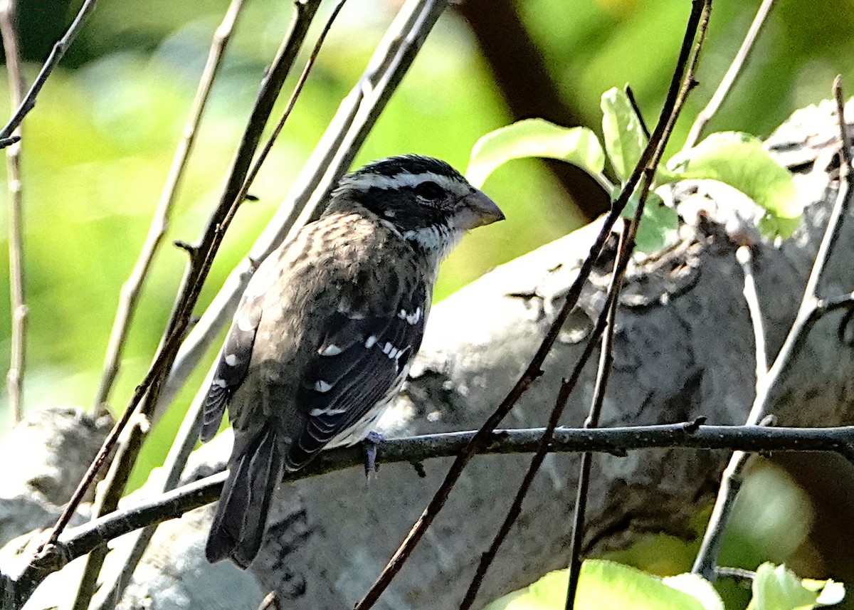 Rose-breasted Grosbeak - Peter Fang/ Gloria Smith