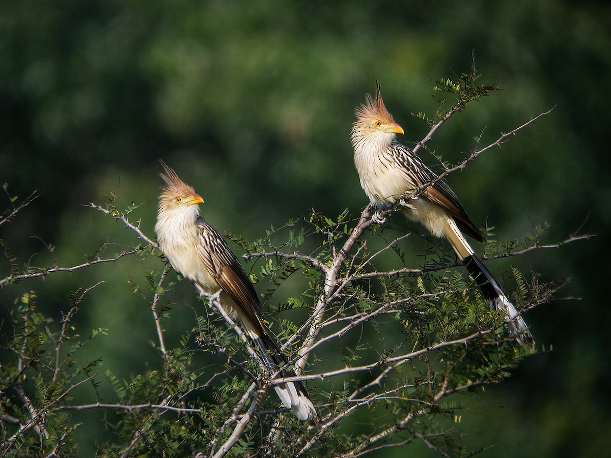 Guira Cuckoo - ML265884321