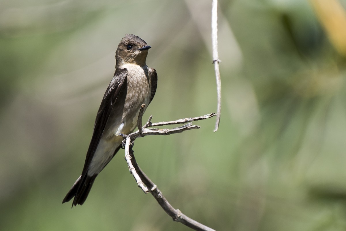 Golondrina Gorjirrufa - ML265884341