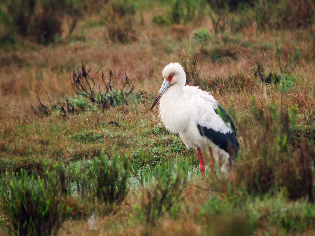 Maguari Stork - Nick Athanas