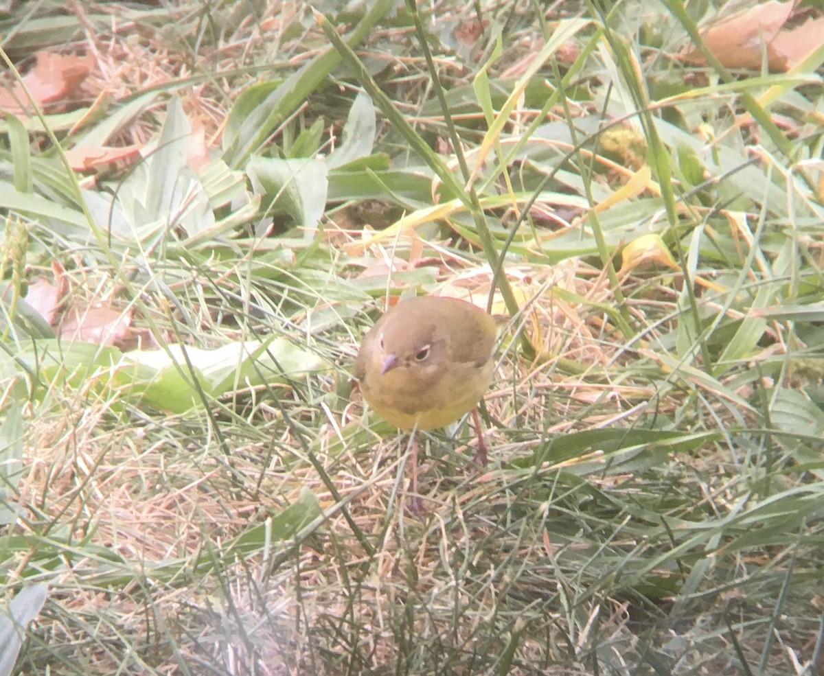 Connecticut Warbler - ML265888891