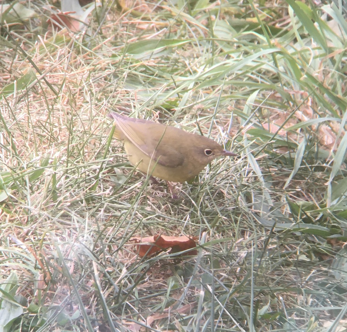 Connecticut Warbler - Adrian Burke