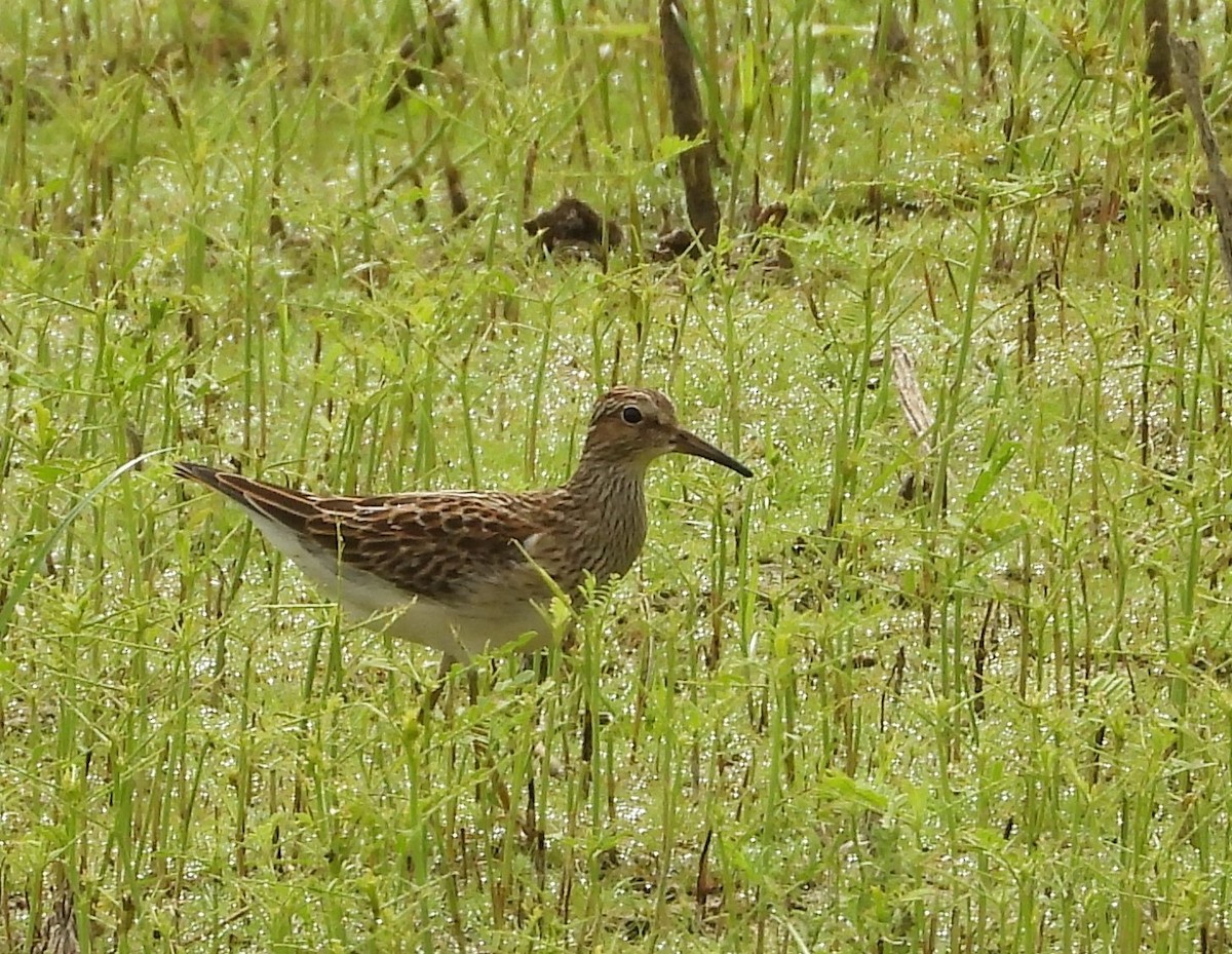 Bécasseau à poitrine cendrée - ML265891041