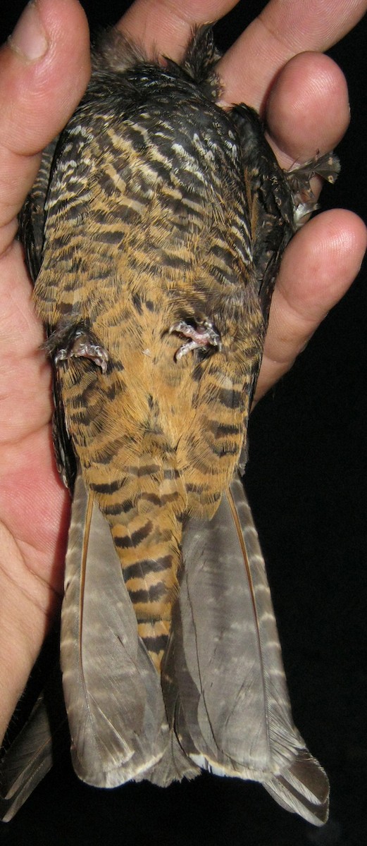 Short-tailed Nighthawk - sylvain Uriot
