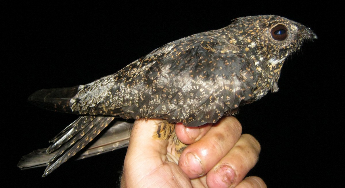 Short-tailed Nighthawk - sylvain Uriot