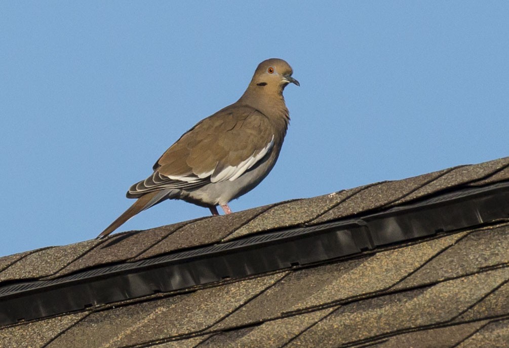 White-winged Dove - ML265892261