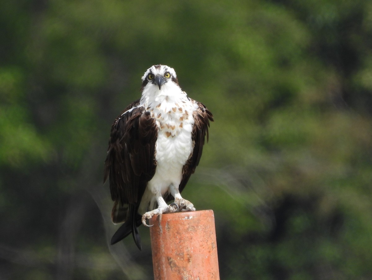 Águila Pescadora - ML265892591