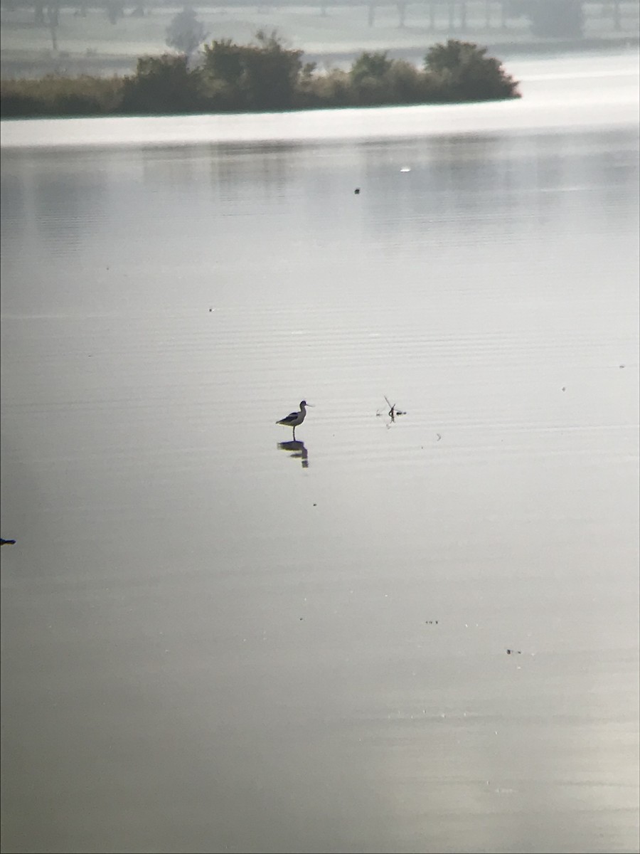 Avoceta Americana - ML265894361