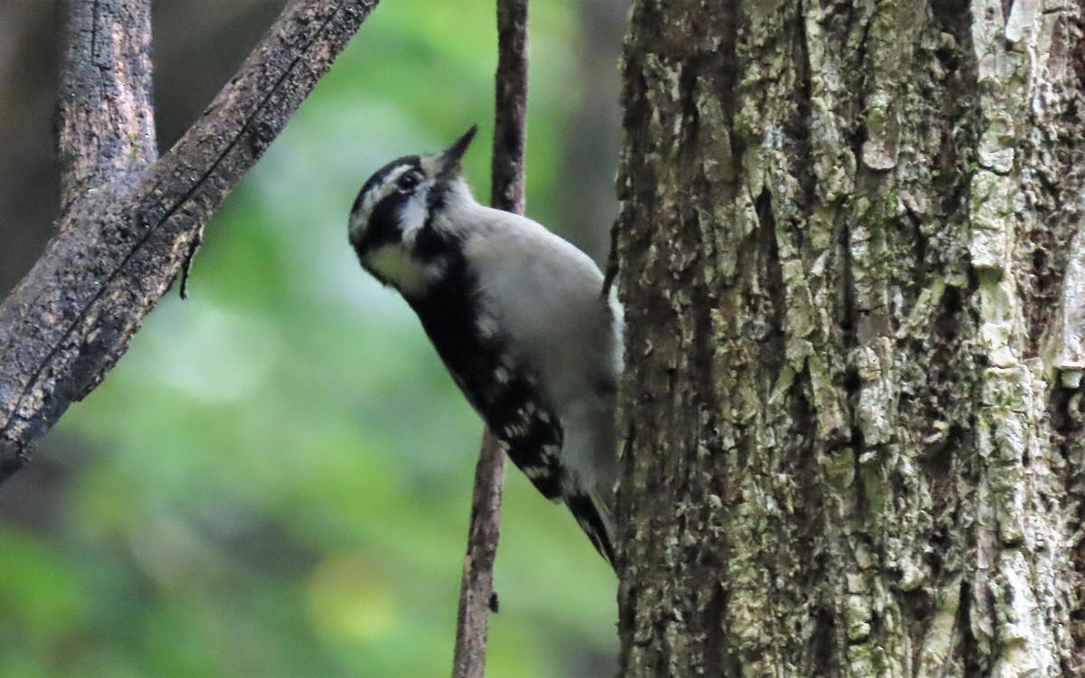 Downy Woodpecker - ML265894461