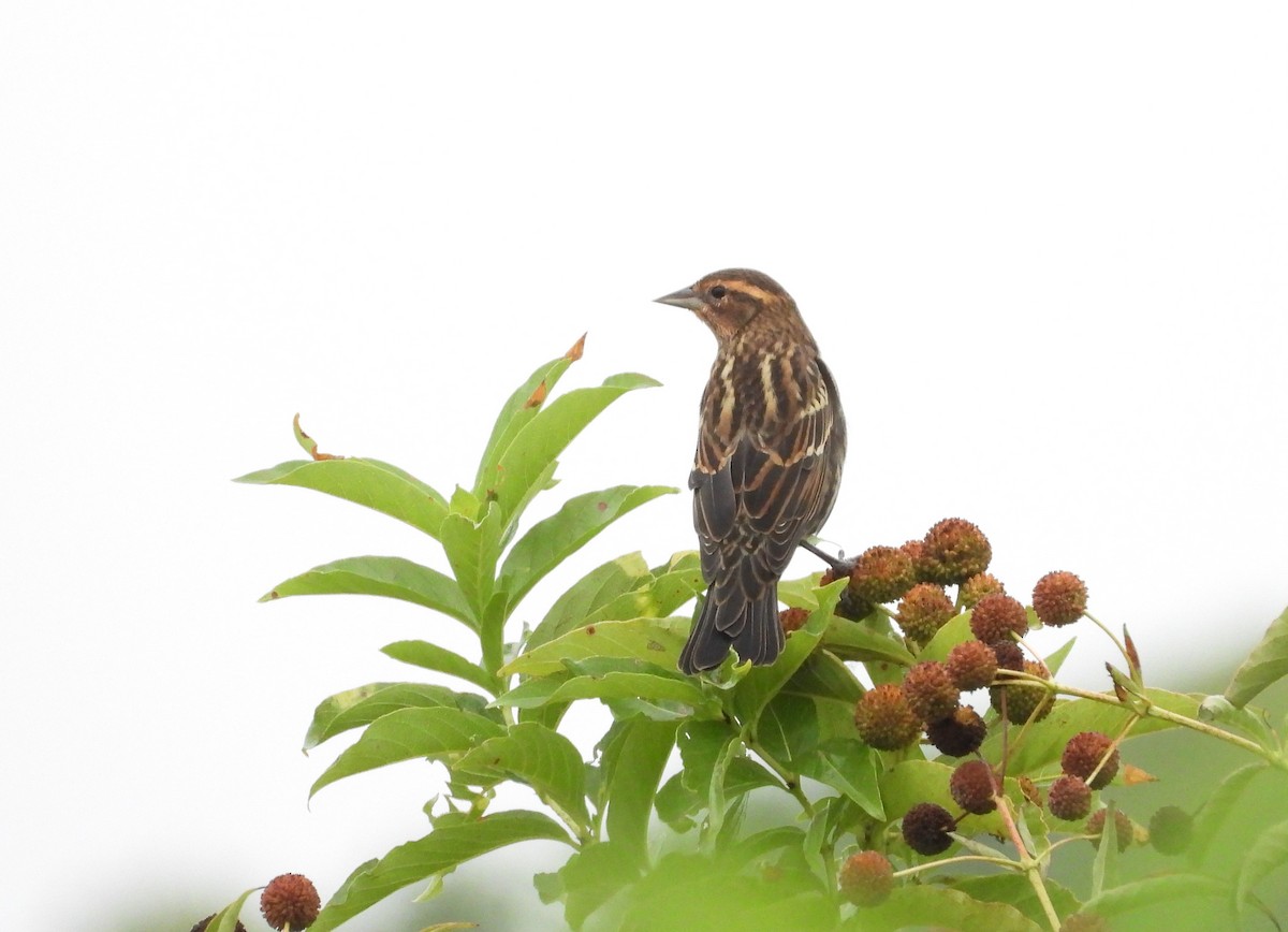 Red-winged Blackbird - ML265894821