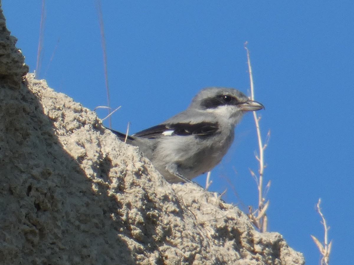 Iberian Gray Shrike - ML265895161