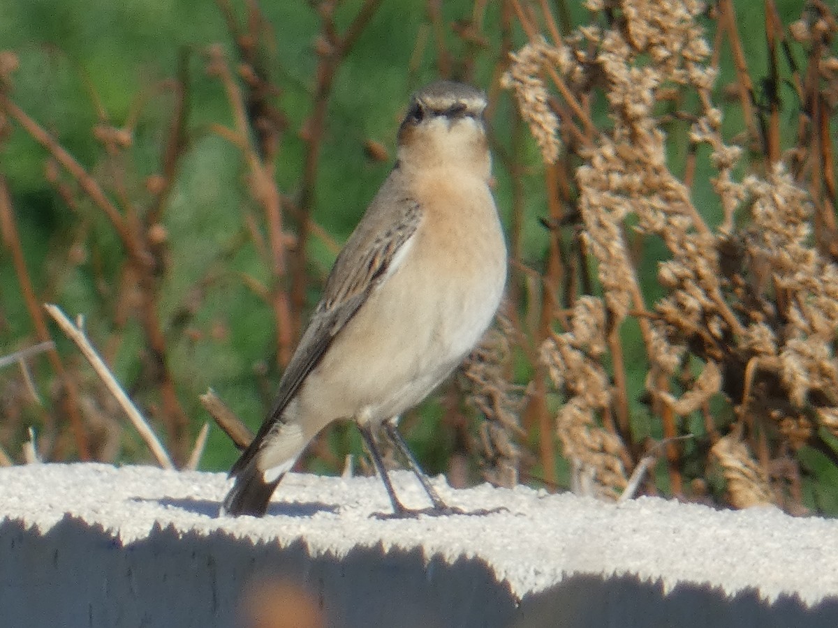 Northern Wheatear - ML265895281