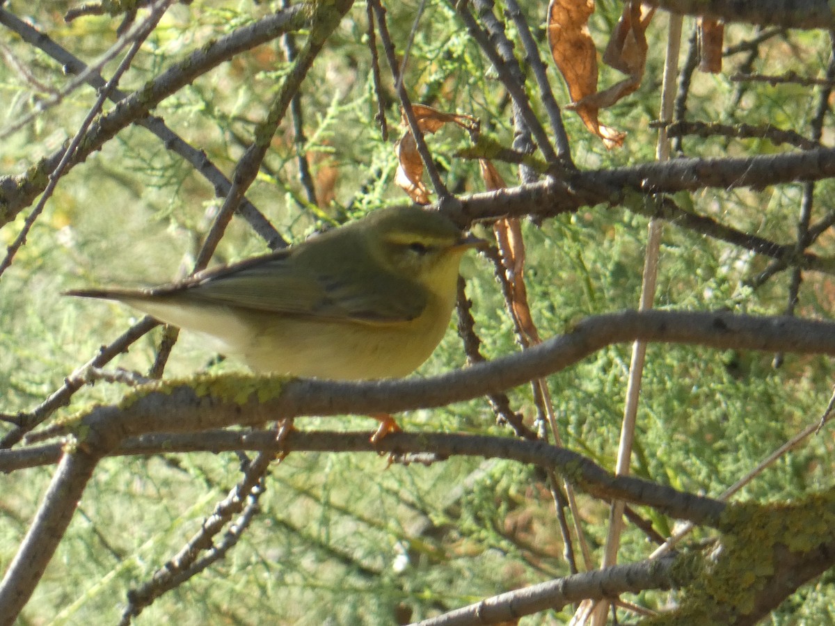 Willow Warbler - ML265895291