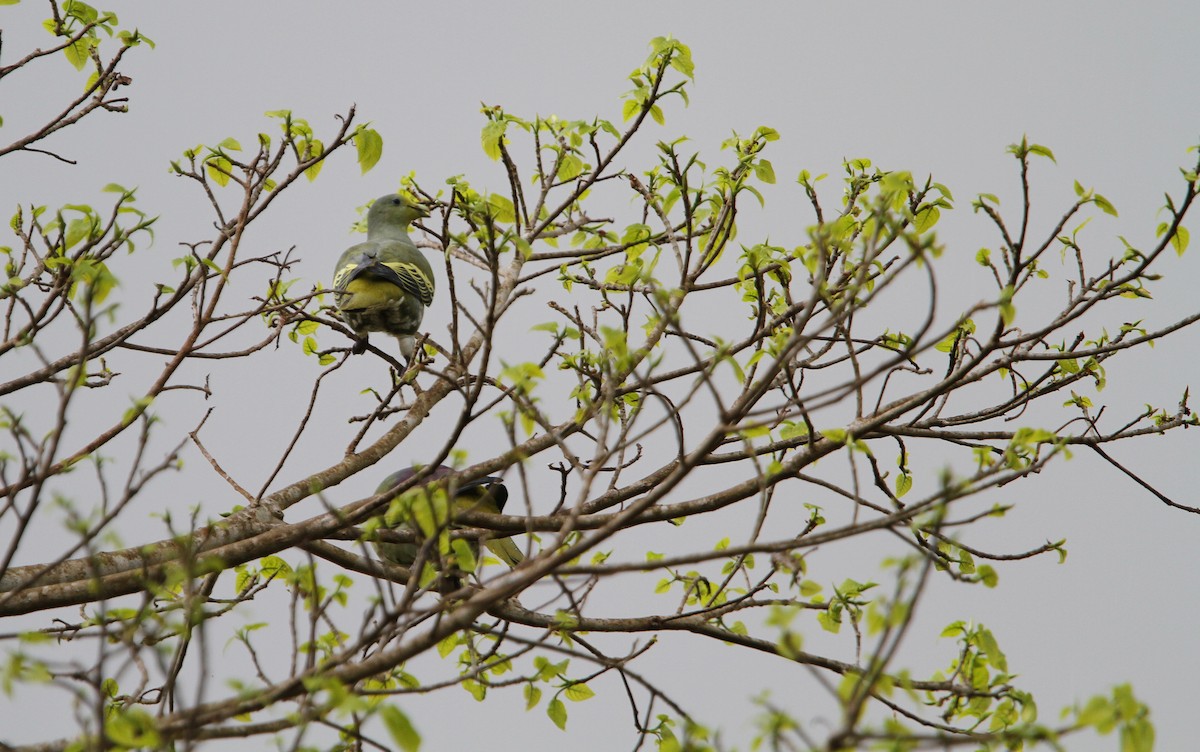 Sumba Green-Pigeon - ML265896131