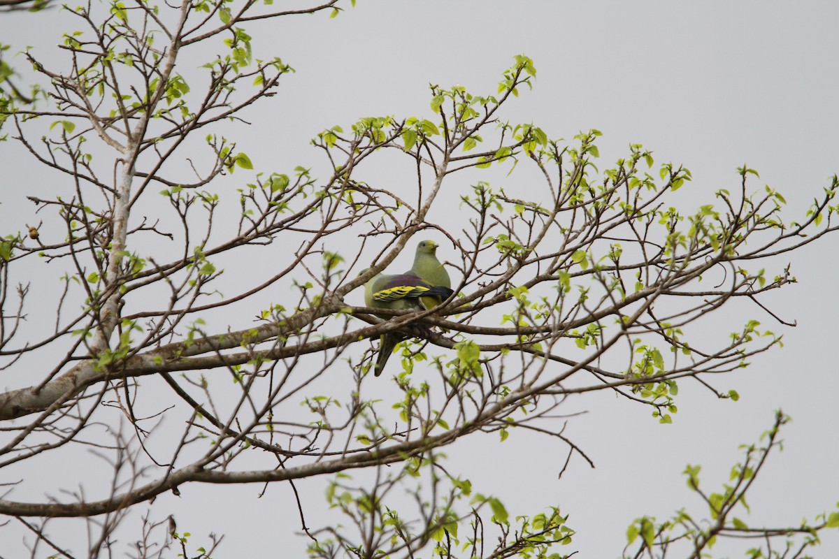 Sumba Green-Pigeon - ML265896281