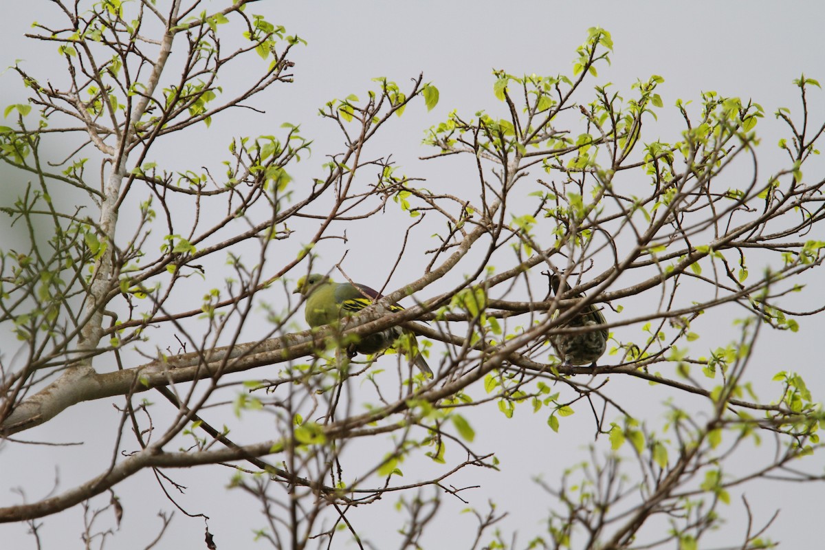 Sumba Green-Pigeon - ML265896301