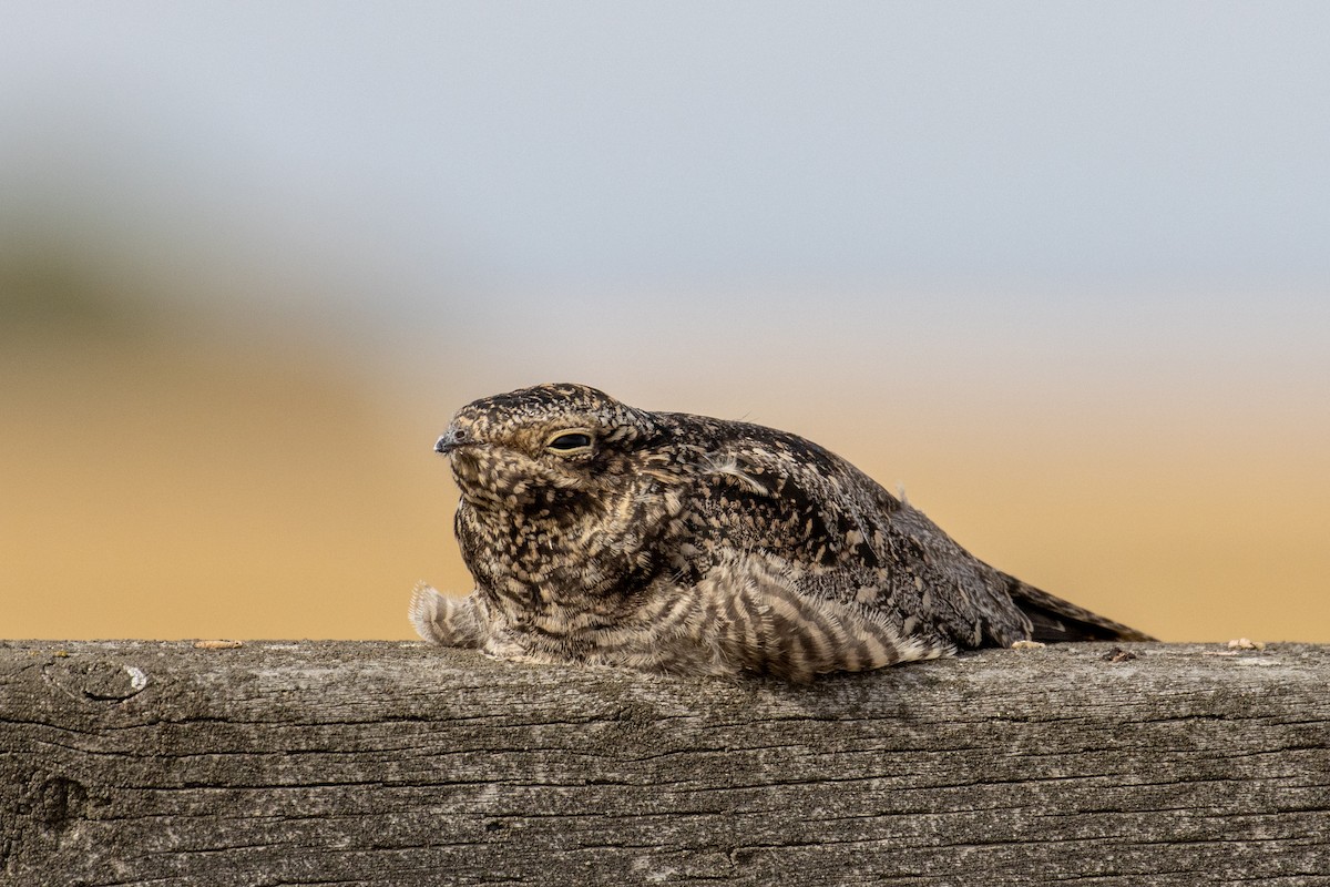 Common Nighthawk - Alan Knowles