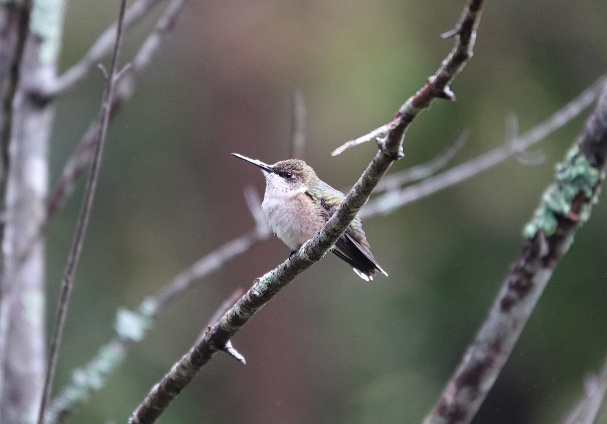 Ruby-throated Hummingbird - ML265898941