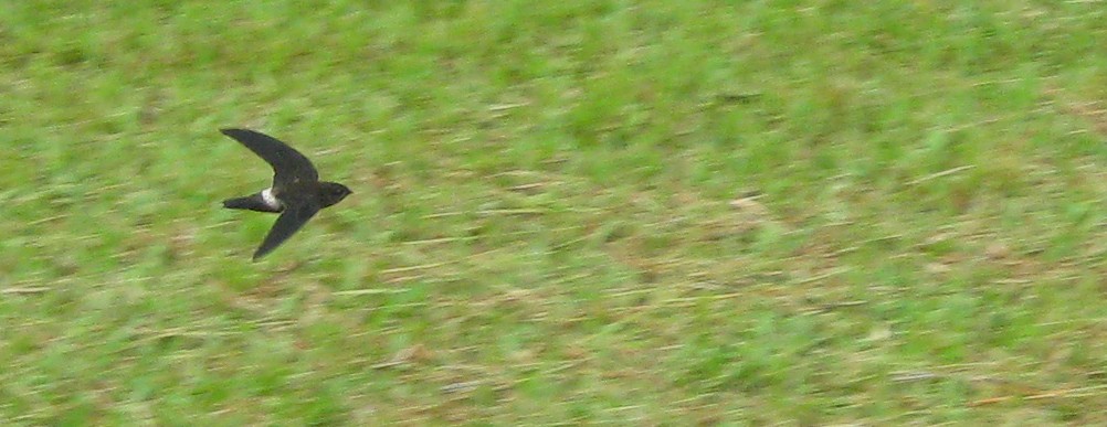 Band-rumped Swift - sylvain Uriot