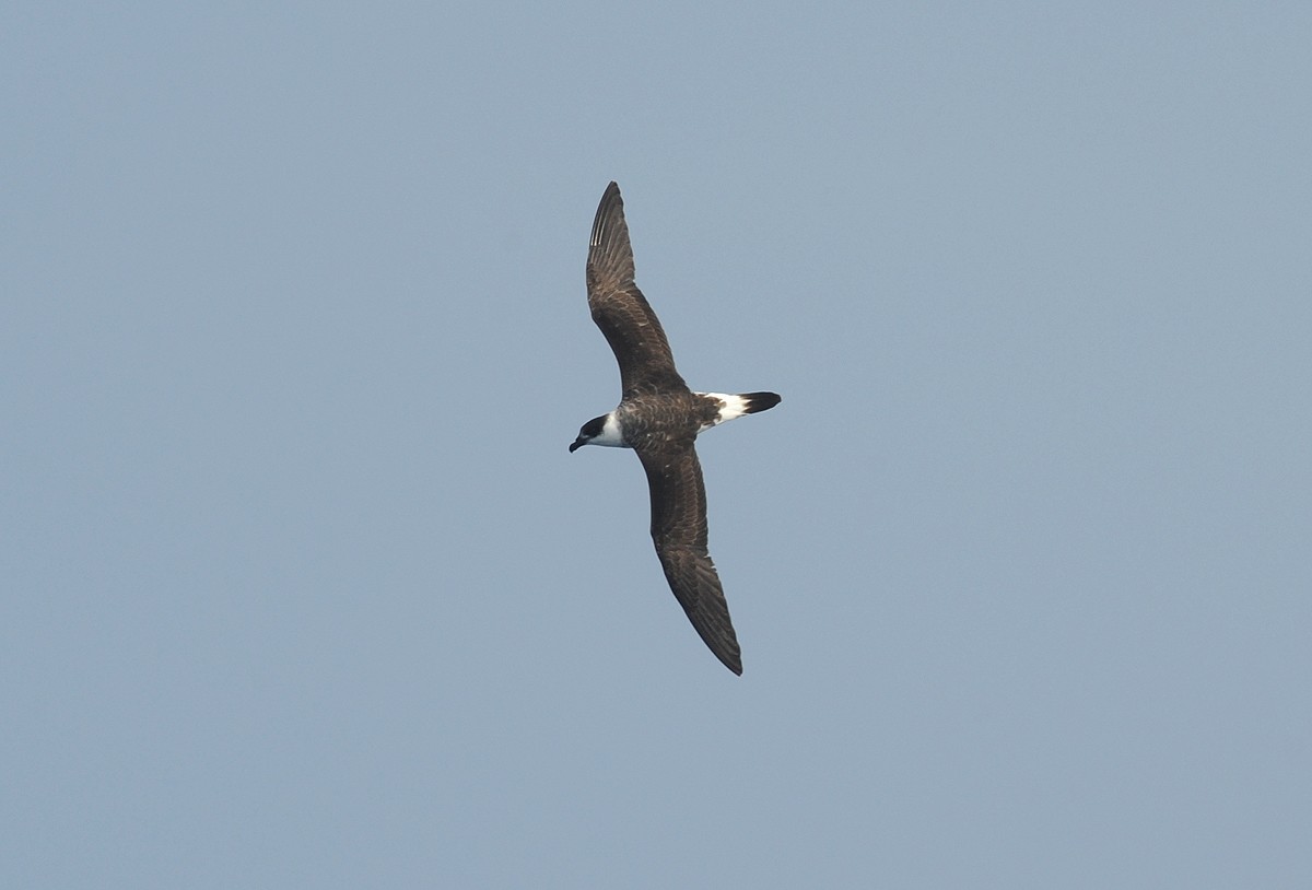 Black-capped Petrel - ML265903591