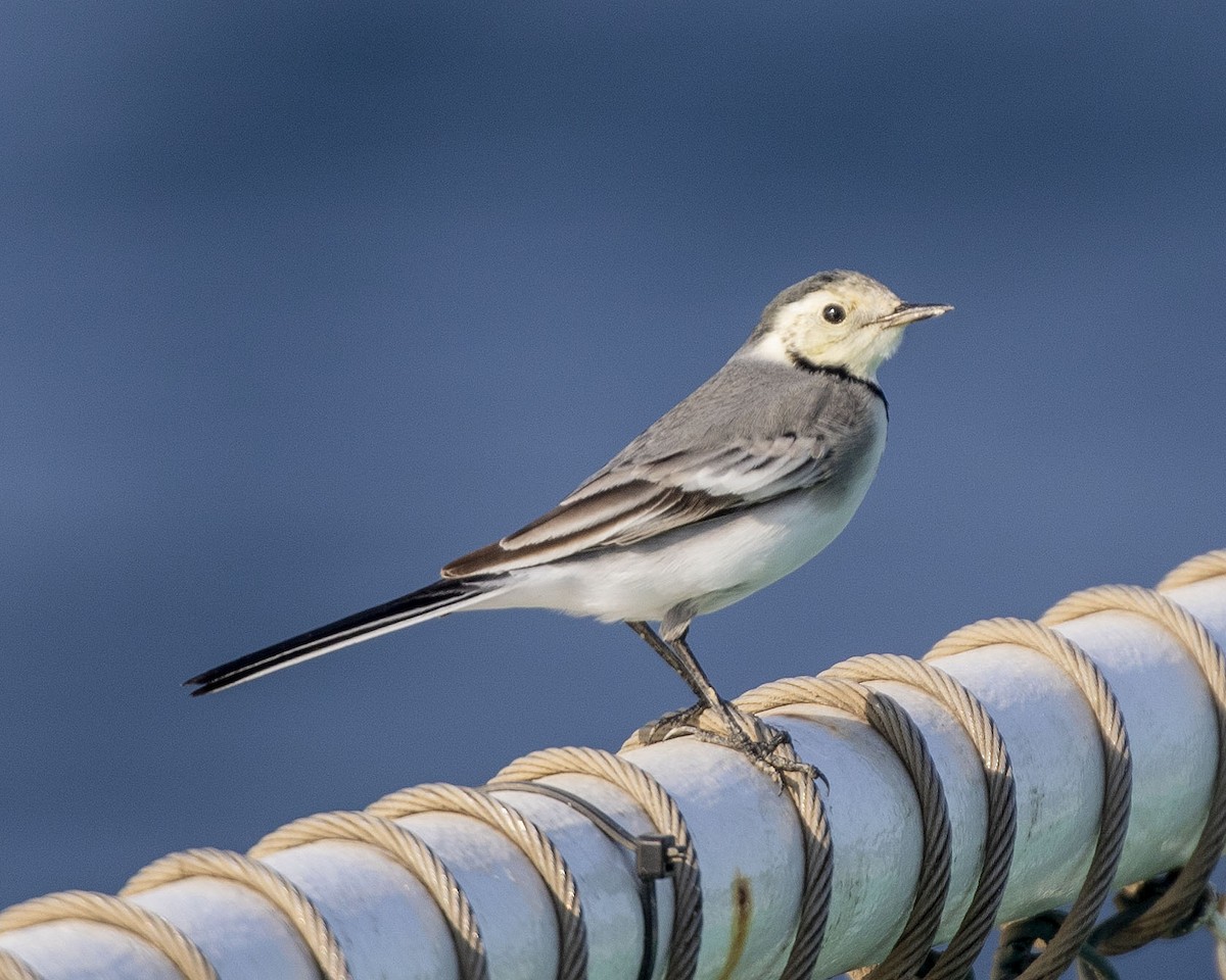 White Wagtail - Paul Farrell