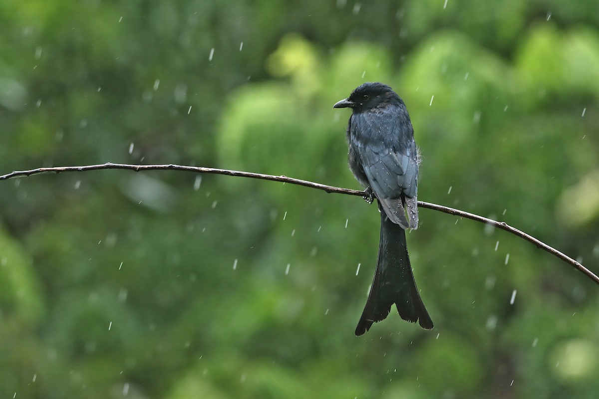 Black Drongo - ML265903861